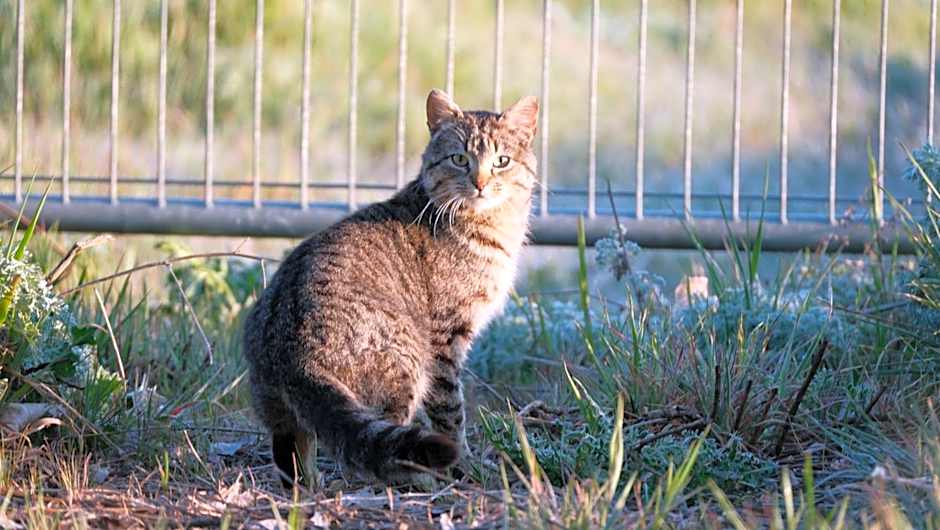 HOTEL LA CASA DE LAS CAMELIAS