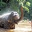 Chiang Mai Elephant Friends