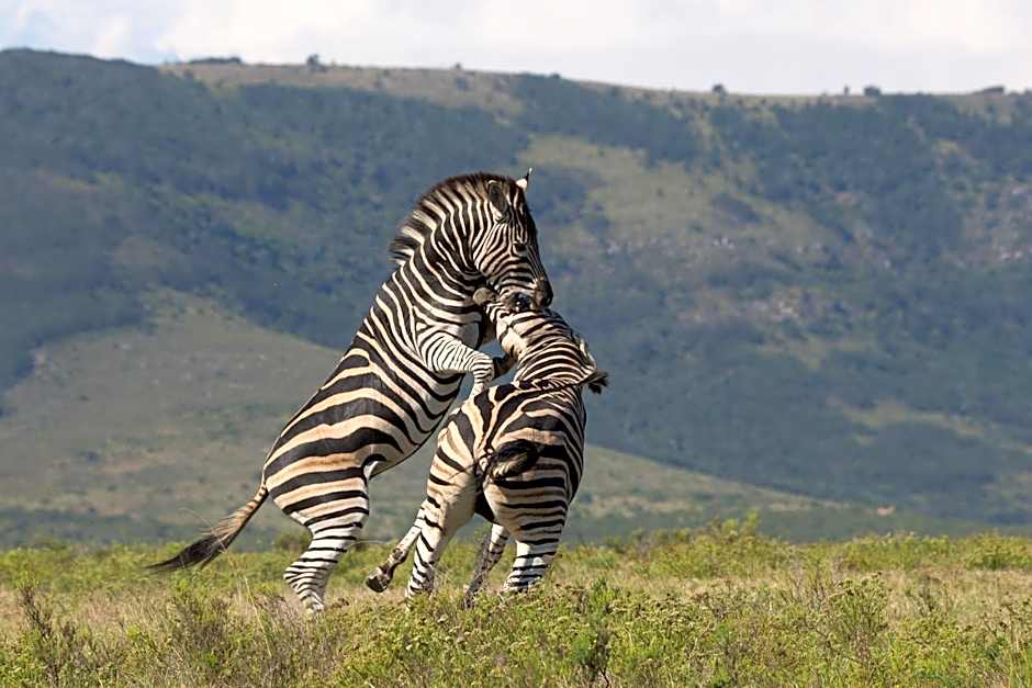 Pumba Private Game Reserve