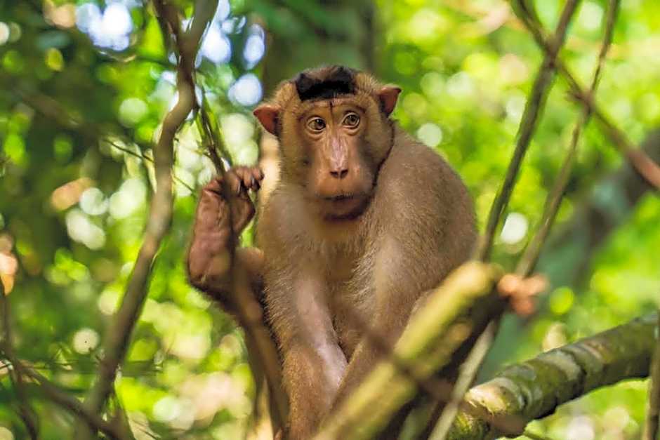 Asim Paris Guesthouse & jungle trekking