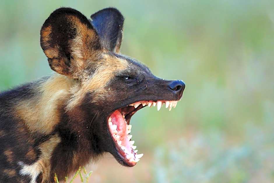 Geiger's Camp in Timbavati Game Reserve by NEWMARK