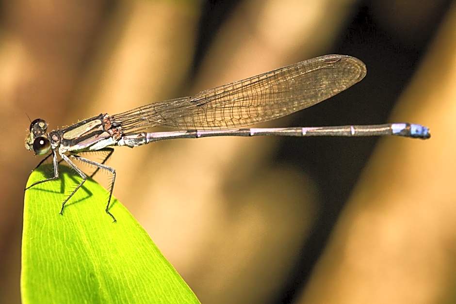 Pousada Raizando Ecologia Humana