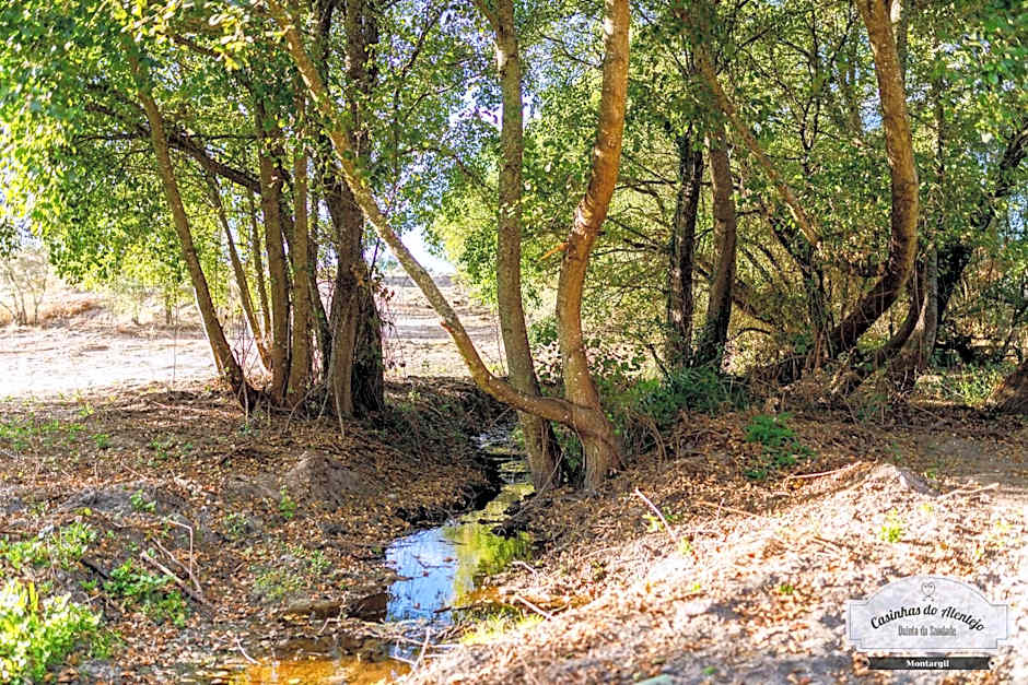 Quinta da Saudade