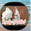 Domy z Bala - Domki ogrzewane - JACUZZI, SAUNA, lody, popcorn, ryba wedzona i ognisko gratis-od maja!