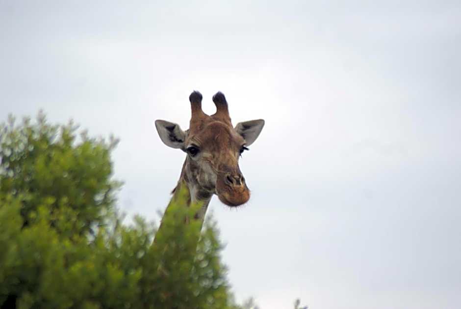 Homestead Bed and Breakfast - Travel Addo Group