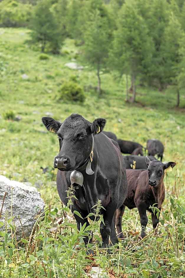Hotel Baer & Post Zernez