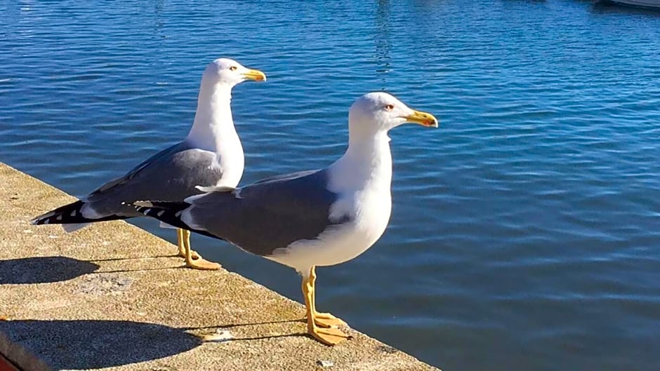 Villa Vista Mar Piscina Suites