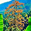 Akha Hill House Hotel