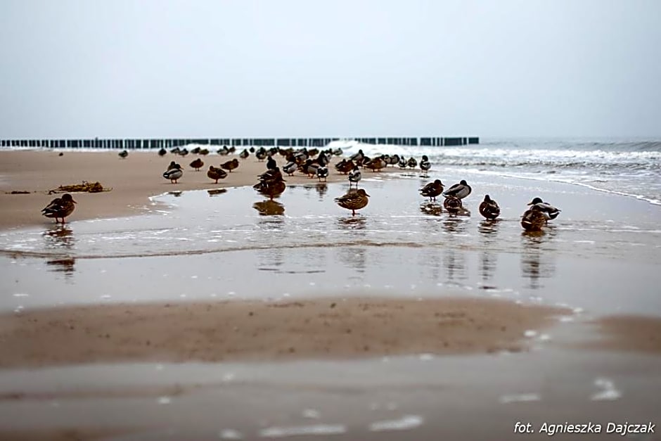 Domki Letniskowe Blue Sky 2