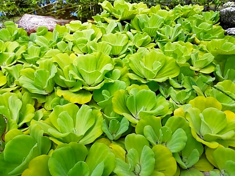 Bliss Hotel Praslin