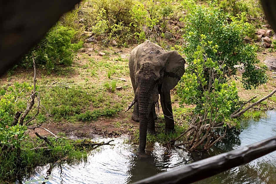 Ndlovu Safari Lodge