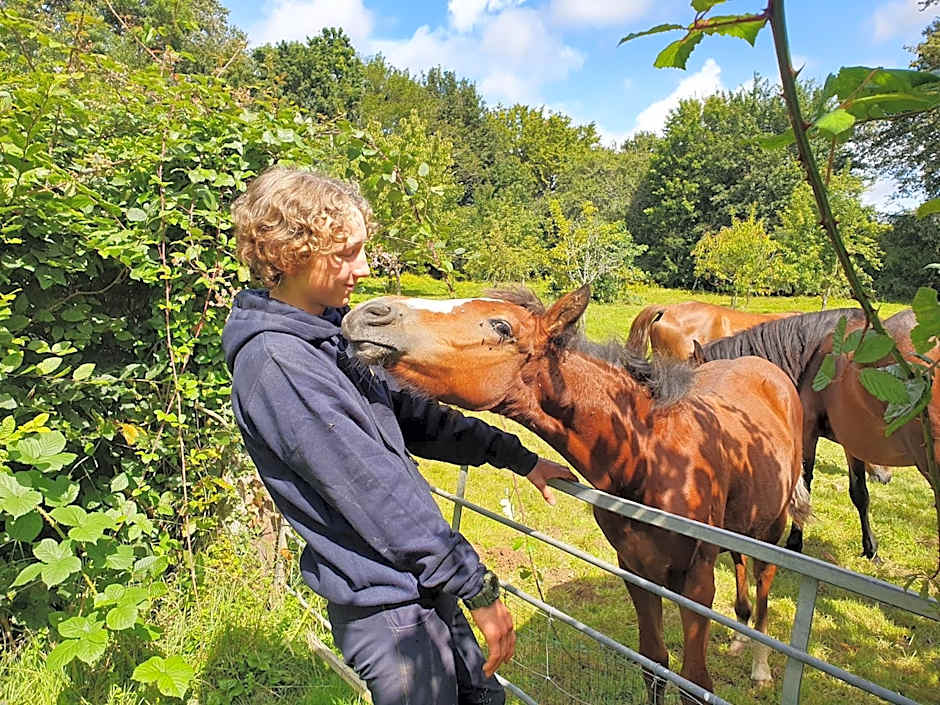 Ferme équestre & Chambres d'hôtes Gateau Stables proche Guédelon