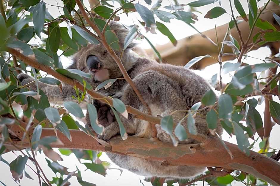 The Dolphin Apartments