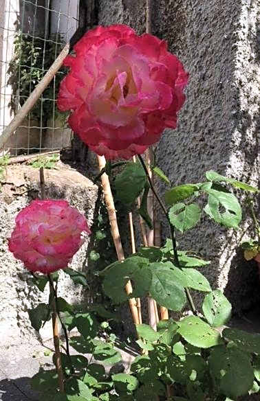 Relais Villa Fiorelli