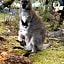 Cradle Mountain Wilderness Village