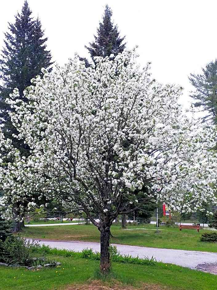 Dwight Riverside Inn