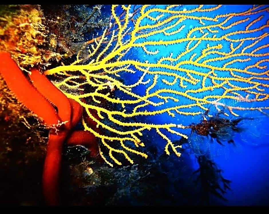 IsolaDino b&b sweet home