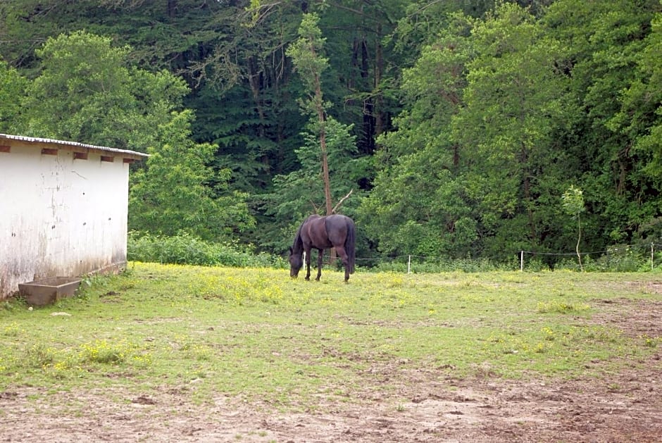 Les Ecuries du SEQUE
