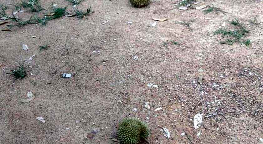 VILLA D' KEBUN WITH FREE FRUITS