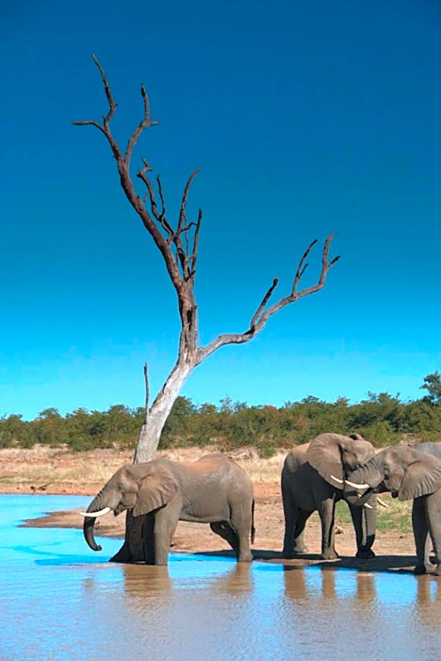 Tingala Lodge - Bed in the Bush