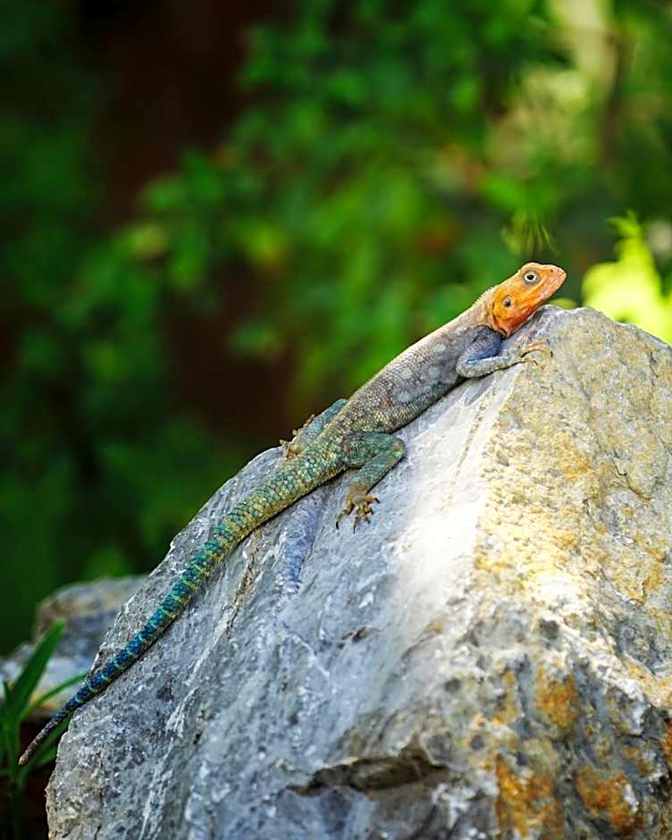 Diani Sea Lodge - All Inclusive