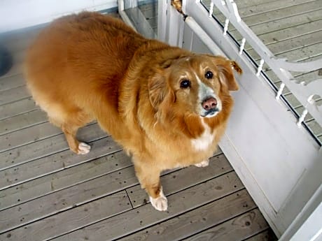 Mysa Nordic Spa and Resort