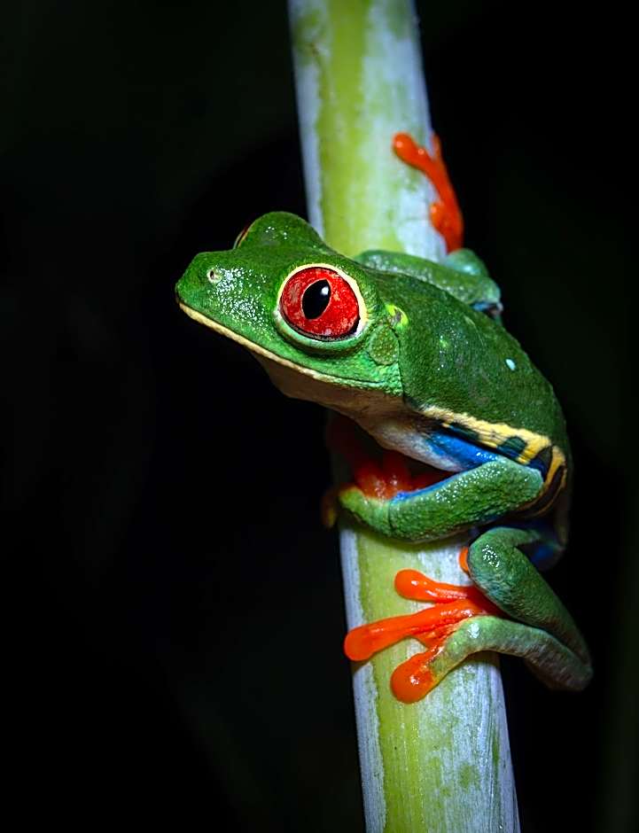 Chachagua Rainforest Hotel & Hot Springs