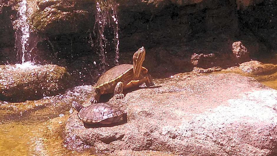 Tropicana Hotel Puerto Vallarta