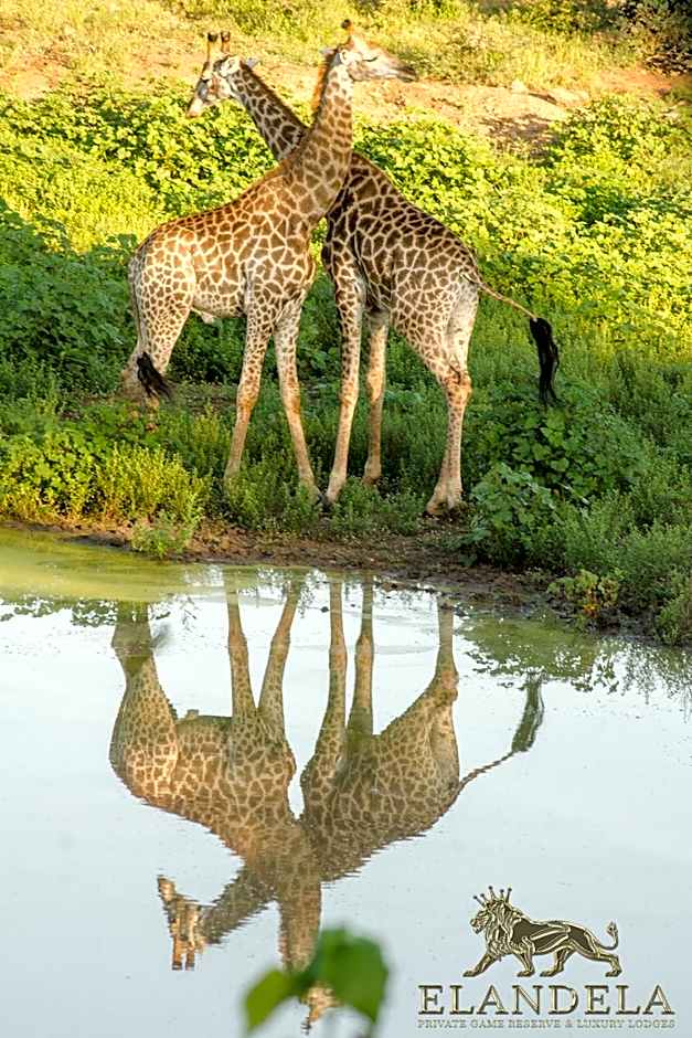 Elandela Private Game Reserve and Luxury Lodges Pty Ltd