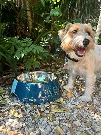 King Room - Dog Friendly