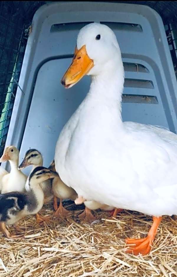 Athol Country Bed & Breakfast