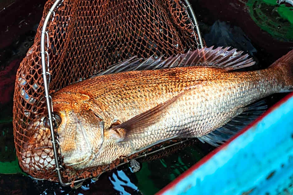 島泊 島飯 島湯