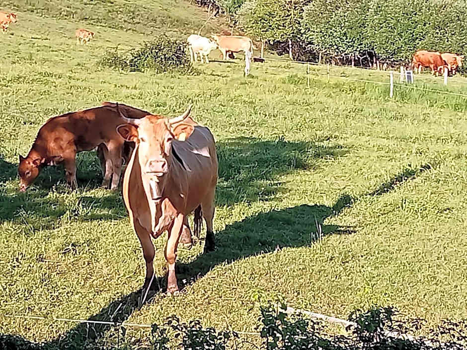 Palacio de Cantiz "Reserva de Ancares"