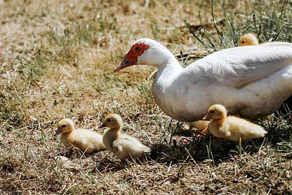 Iron Creek Bay Estate