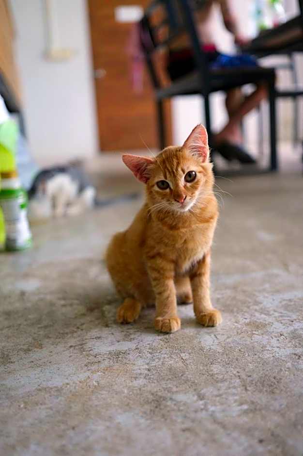 Farm House kohyaoyai