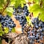 Domaine Rabiega - Vineyard and Boutique hotel