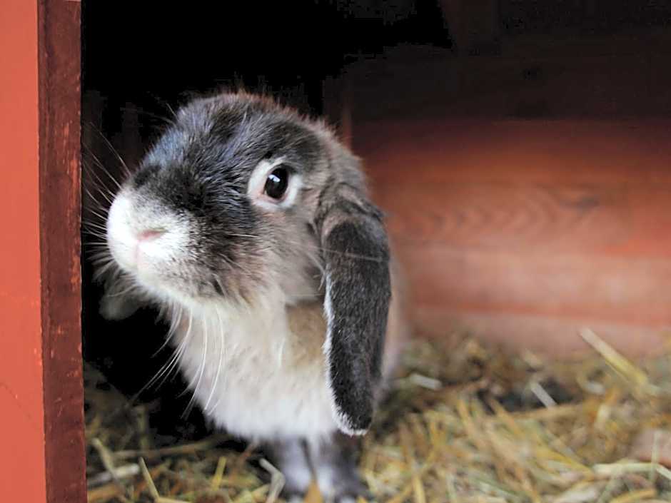 Landhaus Alte Schmiede