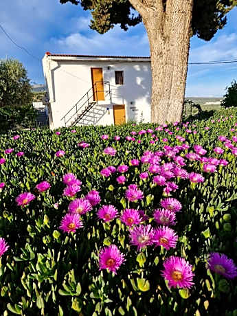 Casita of Casa Olivar