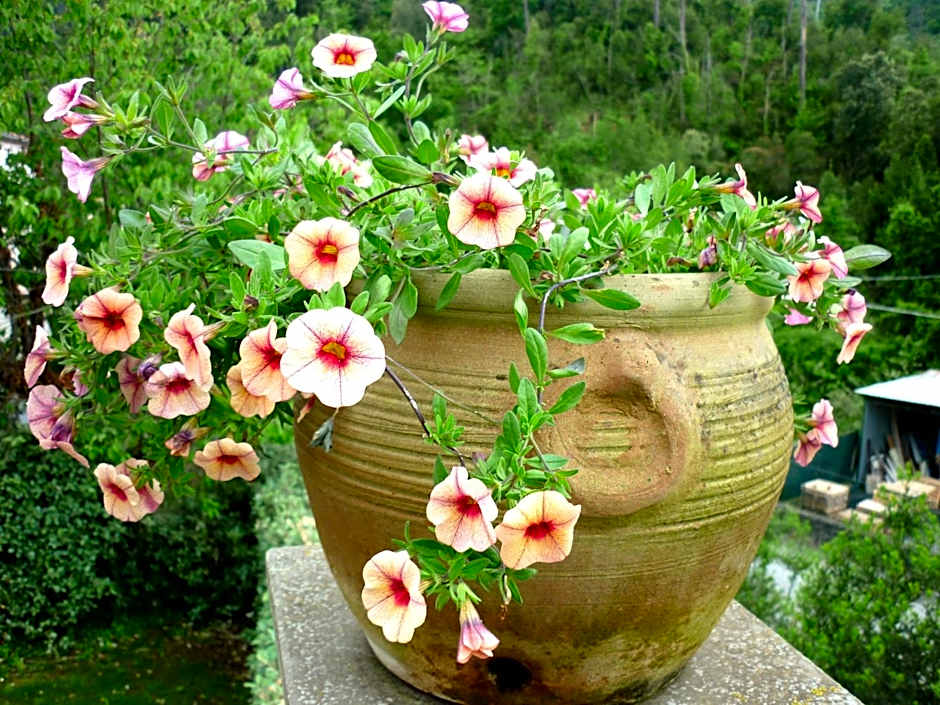 Costa Morroni