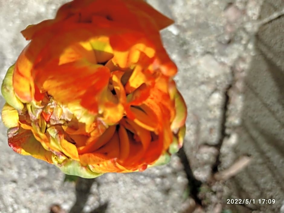 Casa de huéspedes Villa de las Hortensias