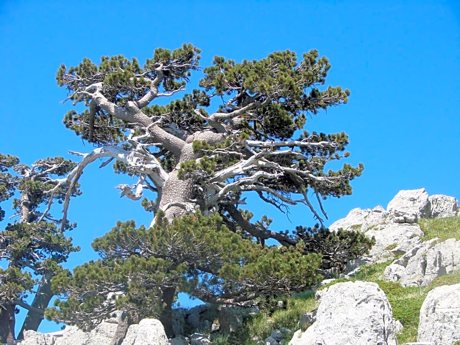 Montagne Rocciose