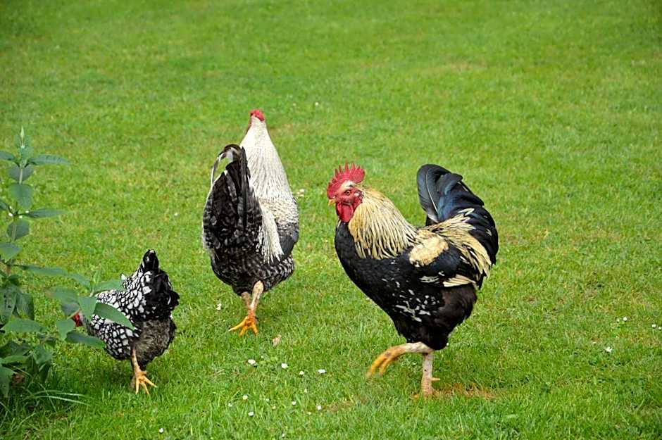 La Grange des Marettes