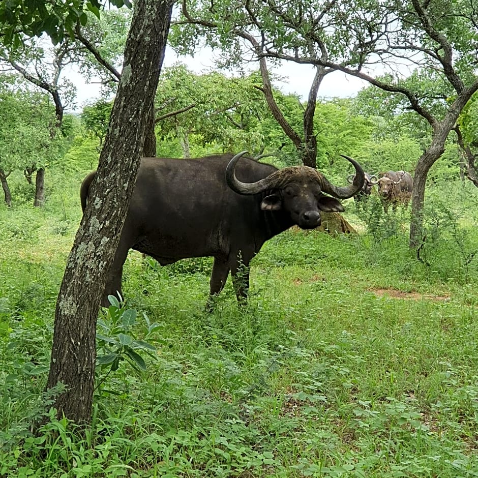 Kingfisher Creek Safari Lodge