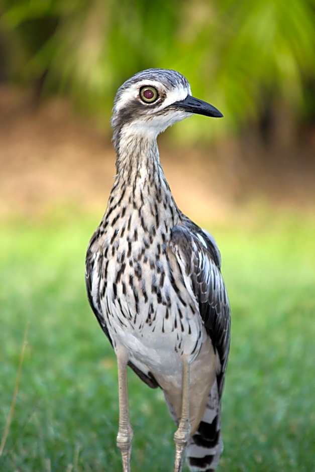 Amaroo Rainforest Resort