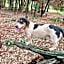 Woodland Gardens Self-Catering & Pet-Friendly Lodge