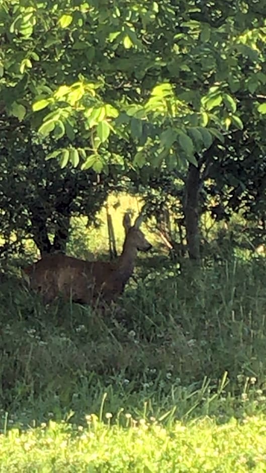 Bio Fattoria Cà d'Pignat