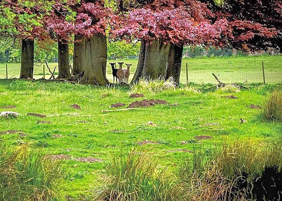 The Sherwood Hideaway Lodges