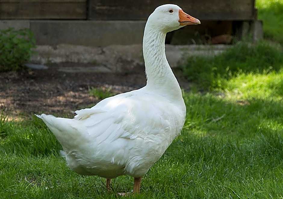 Ferienwohnung "Hieren Mühle"