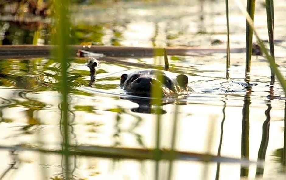 Gościniec Biebrzański
