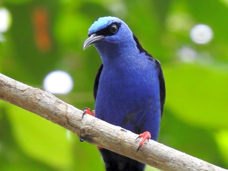 Aruá Observação de Vida Silvestre